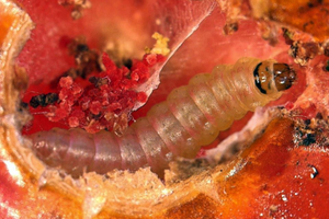 featured species
